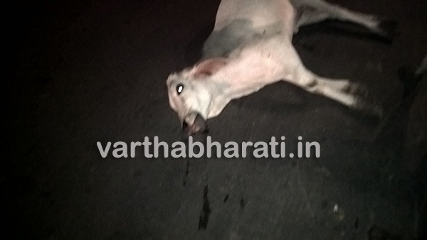 ಗುಜರಾತ್ ನಲ್ಲೇ ಗೋಮಾತೆಯ ಸ್ಥಿತಿ ಹೀಗಾದರೆ ಹೇಗೆ ?